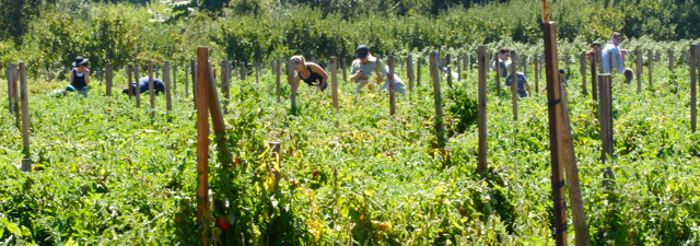 h-tomato u-harvest