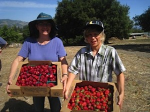 Strawberry U-Pick @ Live Earth Farm - Lower Barn | Watsonville | California | United States