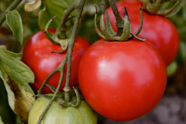 Dry-Farmed Tomatoes