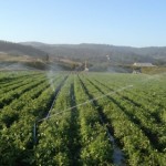 Overhead sprinklers watering broccoli and carrot fields