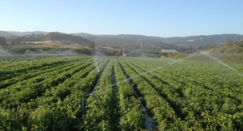Overhead sprinklers watering broccoli and carrot fields