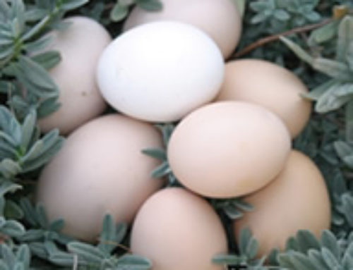 Freshness Test for Eggs, and Other Info