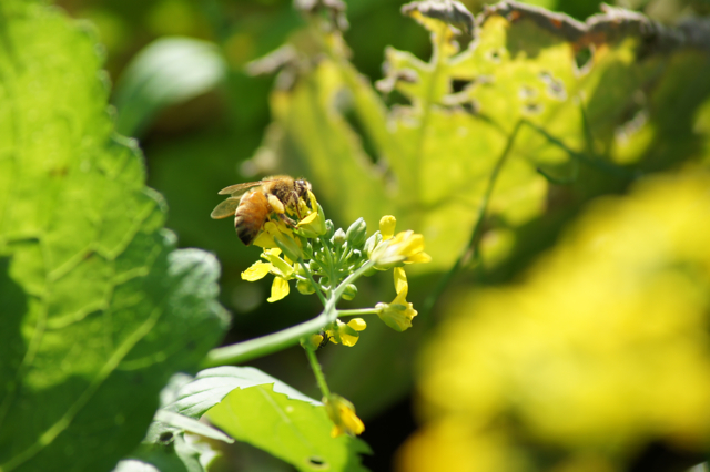 Bee on Mustard Blossom