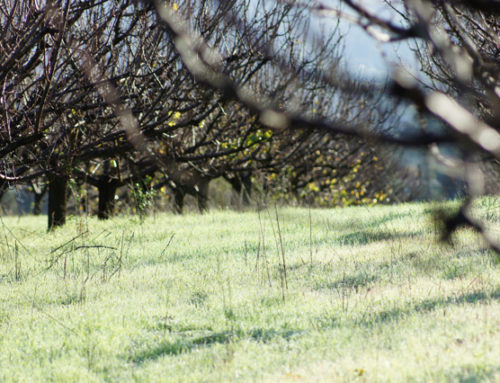 Winter on the Farm – Dec 2012