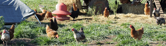 Hens in Field