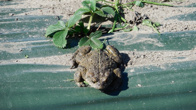 Strawberry Plant and Toad