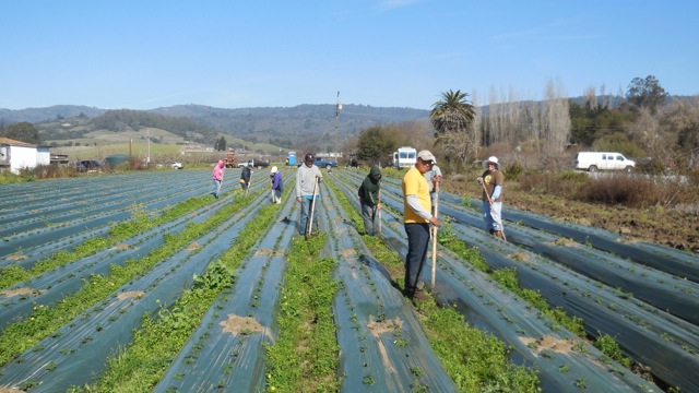 Strawberry Field - Feb 2013