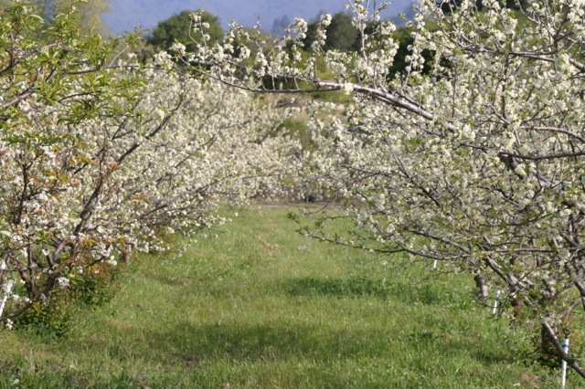 Plum Trees in Bloom