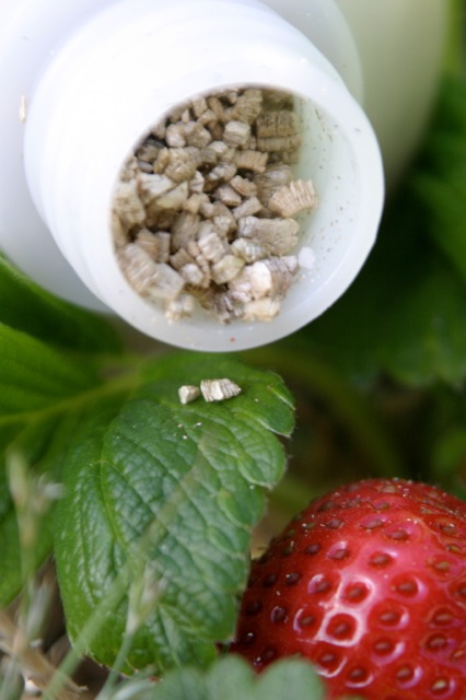 Red Spider Mites