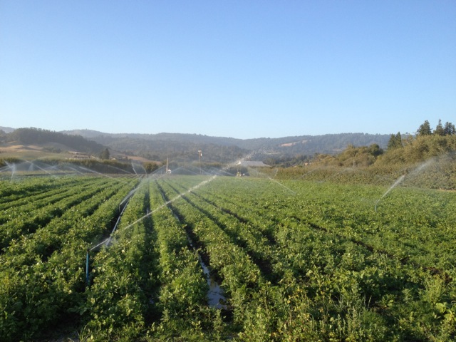 Carrot Field