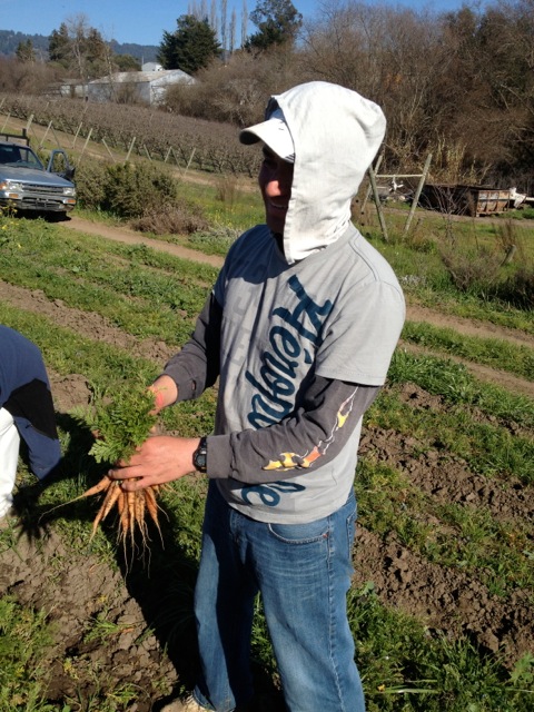 bunching carrots