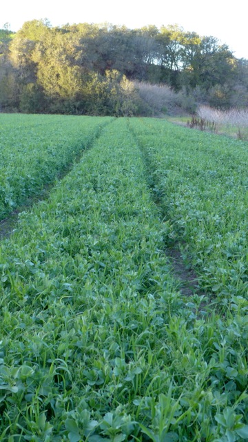 v-covercrop field