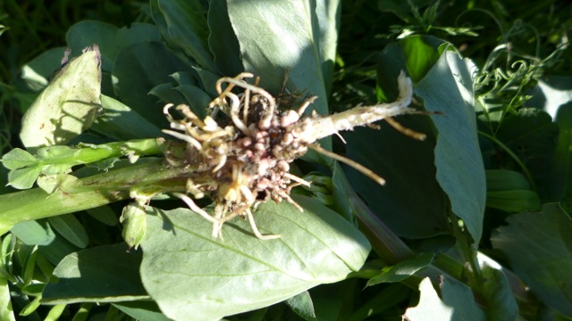 Root Nodules