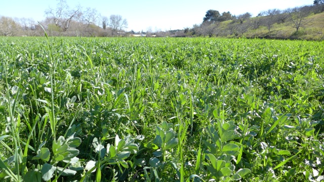 Green Cover Crop