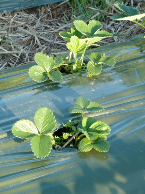 Strawberry Plants - Feb 2013