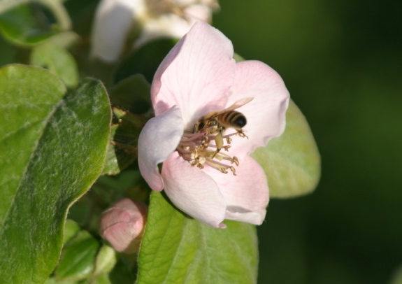 Bee in Quince Blossom