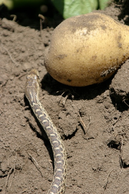 gopher snake and potato