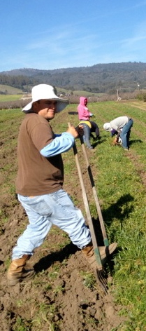 v-Carrots-harvesting