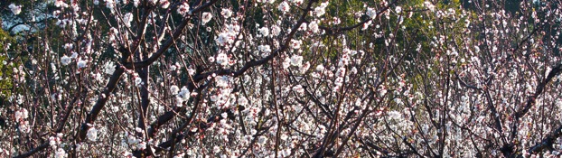 h-apricot blossoms