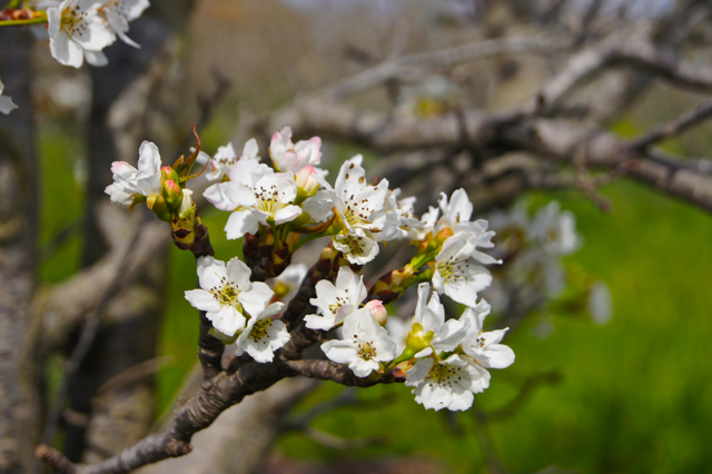 PearBlossoms2