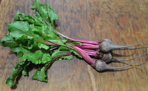 Red beets with greens