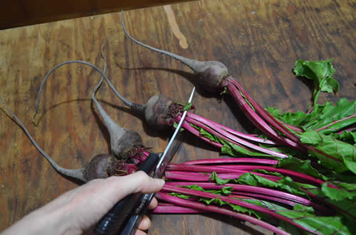 Trim beet roots from tops