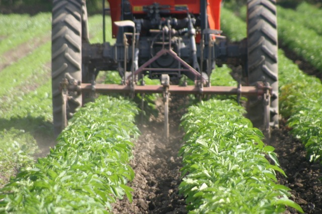 CultivatingPotatoes