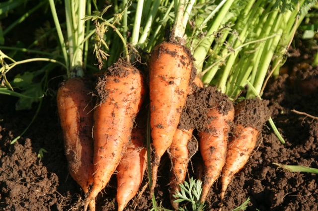 Fresh Carrot Bunch