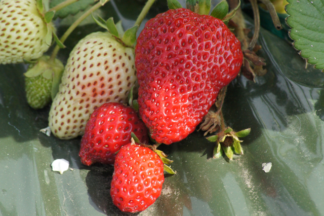 spring strawberries