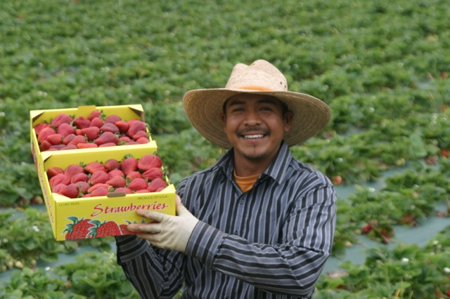 SpringStrawberries