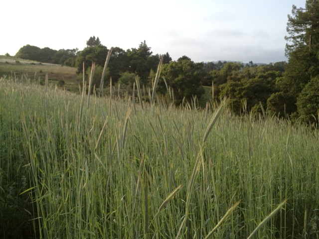 UpperFieldCoverCrop