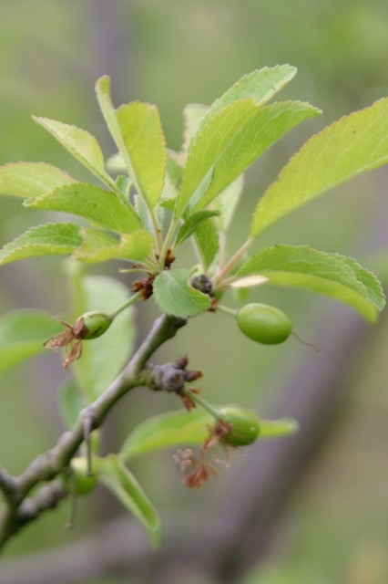 YoungPlums