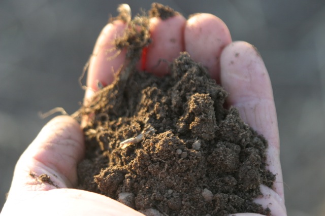 soil in hand