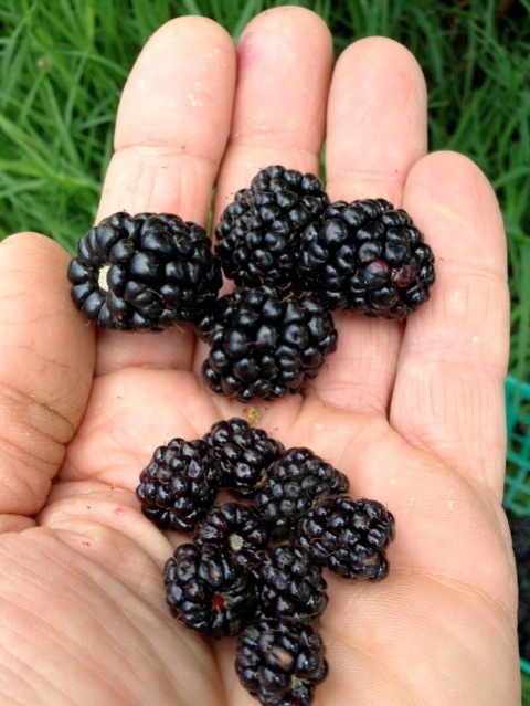 Cultivated blackberries at top.  Native blackberries at bottom.