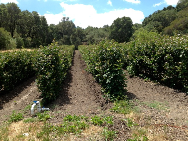 When the Gala apples are ripe, you know summer is almost over – Live Earth  Farm