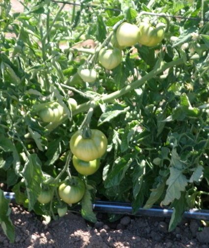 Green Dry-farmed Tomatoes