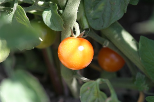 Just ripened Sungold Cherry Tomatoes