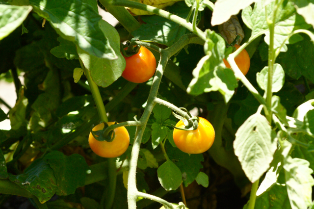 Cherry Tomatoes 7.2013