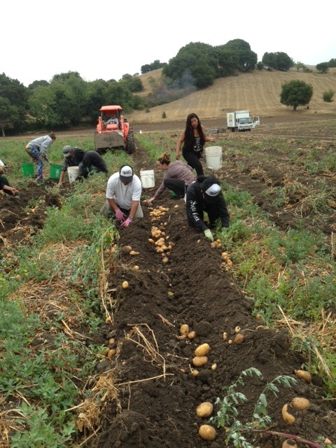 PotatoHarvest2