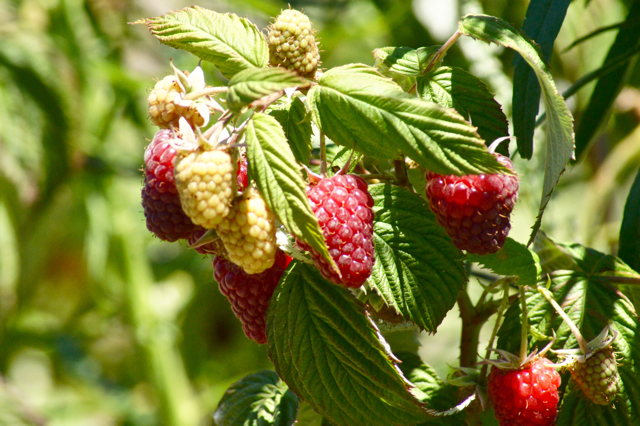 Raspberries 7.2013