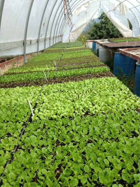 seedlings3