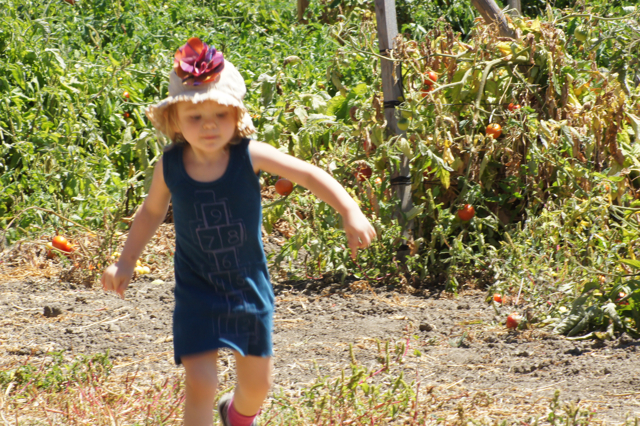 tomato u-harvest 2013-13