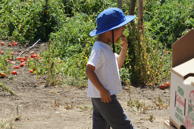 When the Gala apples are ripe, you know summer is almost over – Live Earth  Farm