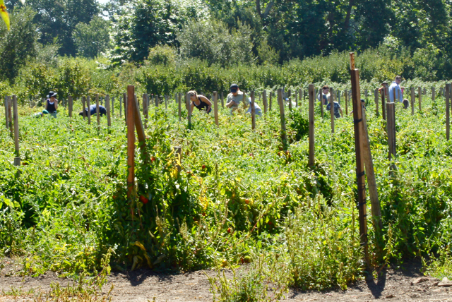 When the Gala apples are ripe, you know summer is almost over – Live Earth  Farm