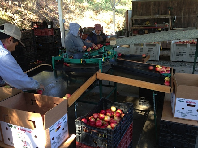 When the Gala apples are ripe, you know summer is almost over – Live Earth  Farm