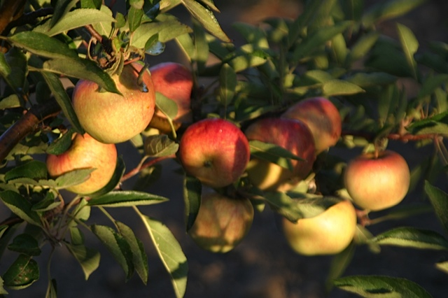 Fresh Gala Apples - Link Market