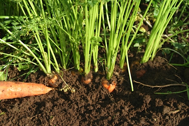 https://liveearthfarm.net/wp-content/uploads/2013/11/CarrotTops.jpg