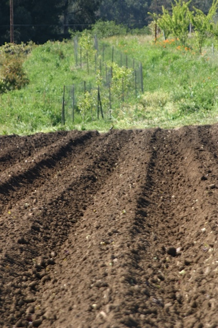 When the Gala apples are ripe, you know summer is almost over – Live Earth  Farm