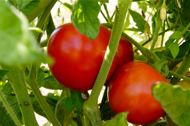 Dry-farmed Tomatoes 8.7.13