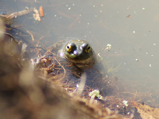 frog 12.3.12